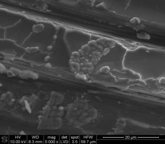 HAp i Fe 3 O 4 (W1) po 3 miesiącach implantacji