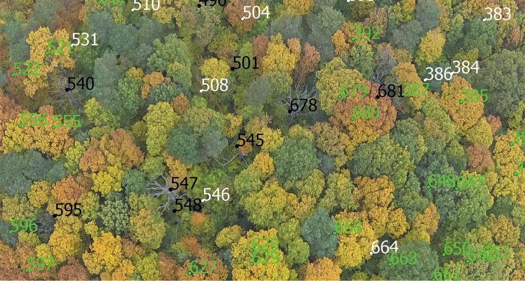 Ryc. 2. Odwzorowanie koron dębów na zdjęciu pozyskanym za pomocą bezzałogowego statku powietrznego (stan w październiku 2013 r.
