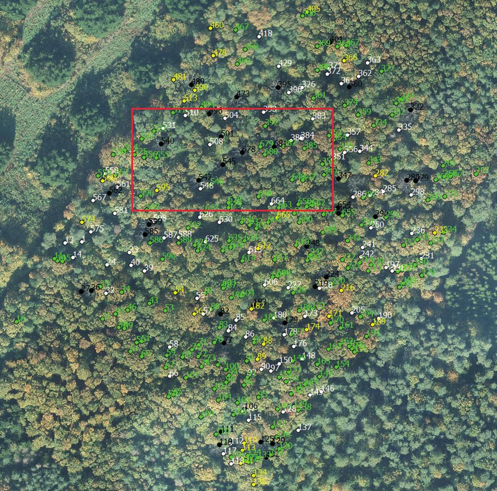 ) on an image acquired by unmanned aerial vehicle; colors: green healthy (code 1), black dead (code 3), white gap (code 4) Ryc. 3. Rozmieszczenie dębów (stan w 2010 r.