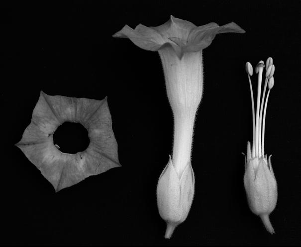 odmiany Wiślica (u dołu) Fig. 2. Flower structure of N. tabacum cv.