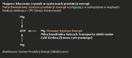 przygotowywanych do bezpośredniego spożycia, jak też w przewodzie pokarmowym Jednak zabezpieczenie kreatyny przed utratą aktywności to dopiero połowa sukcesu.