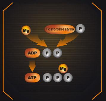 Suplementacja kreatyny prowadzi do wzrostu poziomu ATP w komórkach mięśniowych. Całkowita energia potrzebna do skurczy mięśni i generowania w nich impulsów siłowych dostarczana jest z hydrolizy ATP.