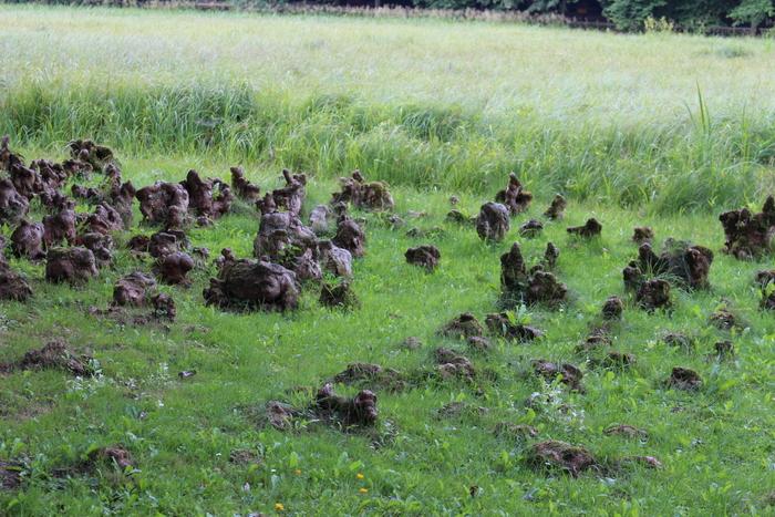 Przyzamkowy ogród założyła w XVIII w. Teofila z Działyńskich SzołdrskaPotulicka. Pierwotnie był to modny ówcześnie, ogród w stylu francuskim ze strzyżonymi żywopłotami i sadzawkami.
