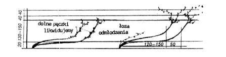 130 Rok l.wiosna-jesień. W pierwszym roku wegetacji staramy się wyhodować dwa pędy. Rok 2. Wiosna-jesień. Wiosną oślepiamy wszystkie pączki na pędach, oprócz górnych.