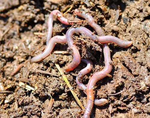 Fauna glebowa w tym dżdżownice produkują średnio do 100 t odchodów ha/rok. Jest to równoważne masie 0,5 cm gleby.