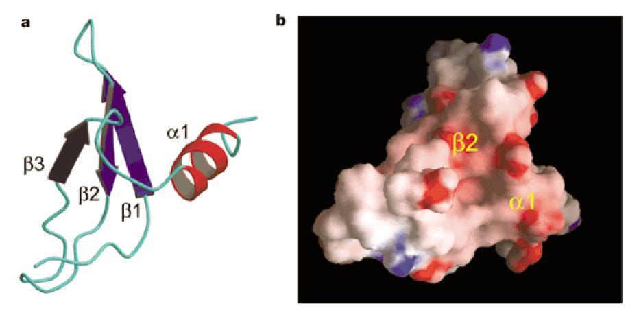 Chromodomena umożliwia wiązanie białek do metylowanej lizyny Structure of HP1 Chromodomain Bound to a