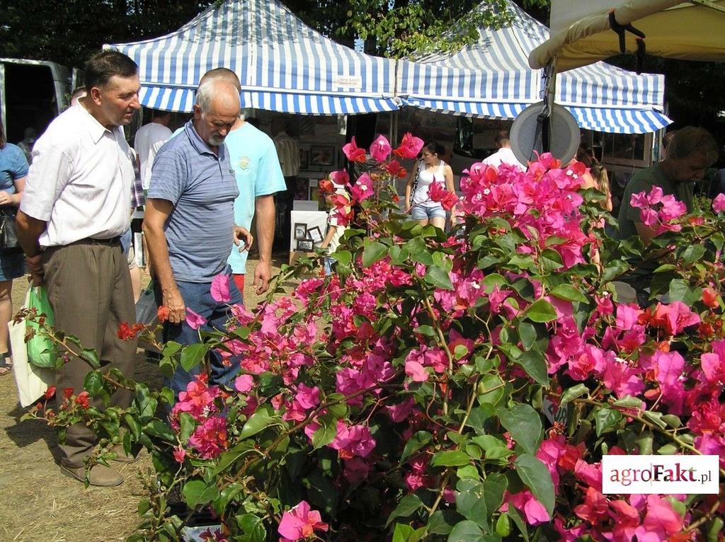 .pl https://www..pl ROL-SZANSA to również okazja na zaopatrzenie się w nowe okazy roślin ozdobnych do domu i ogrodu. (fot. ŁODR zs.