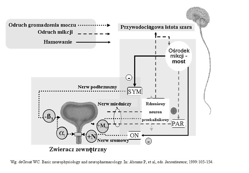 Ginekol Pol. 2011, 82, 851-856 P R A C E P O G L Ñ D O W E Stymulacja nerwów krzyżowych w leczeniu zaburzeń czynnościowych dolnych dróg moczowych. Rycina 1. Mechanizmy regulujące odruch mikcji.