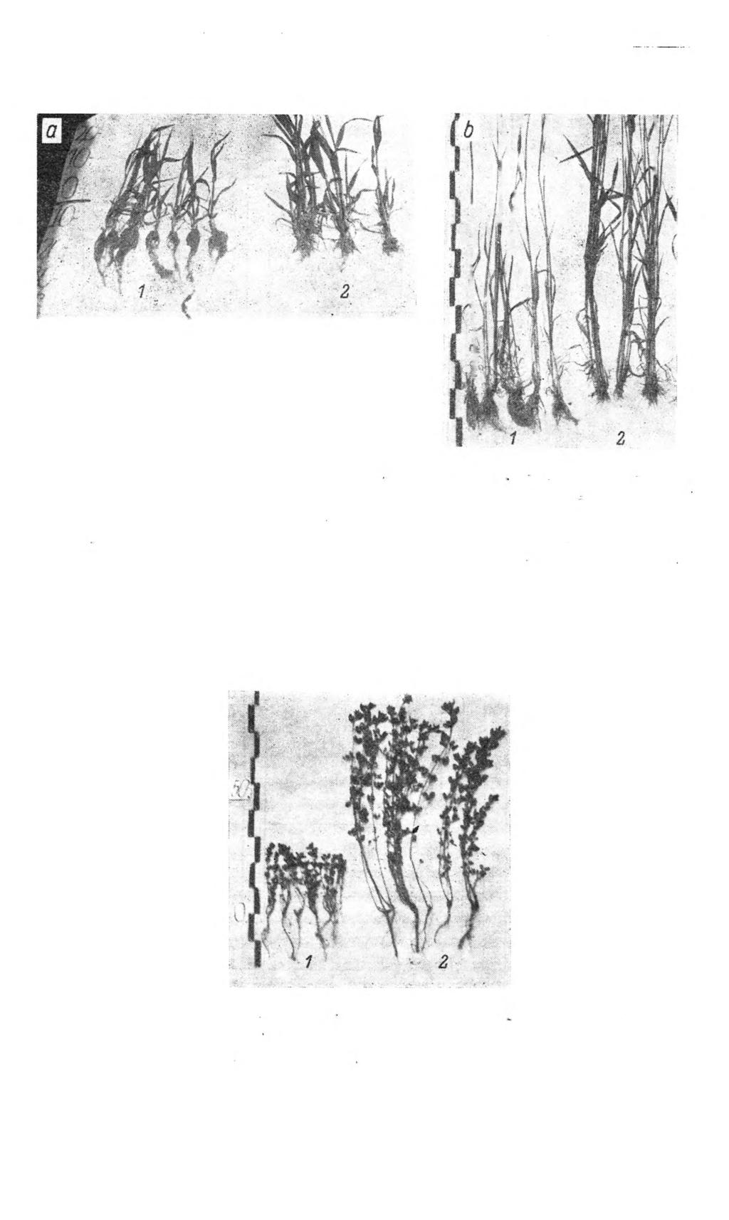 Infiltracja w glebach ugorowych i pod roślinami 89' Rys. 2.