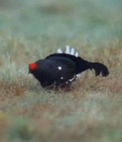 Natura 2000: co chronimy w OSOP Siedliska określonych gatunków