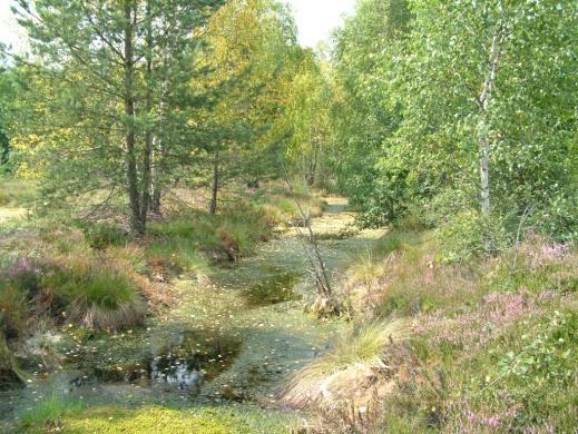 Natura 2000 (SOOS): zagrożone zanikiem o ograniczonym