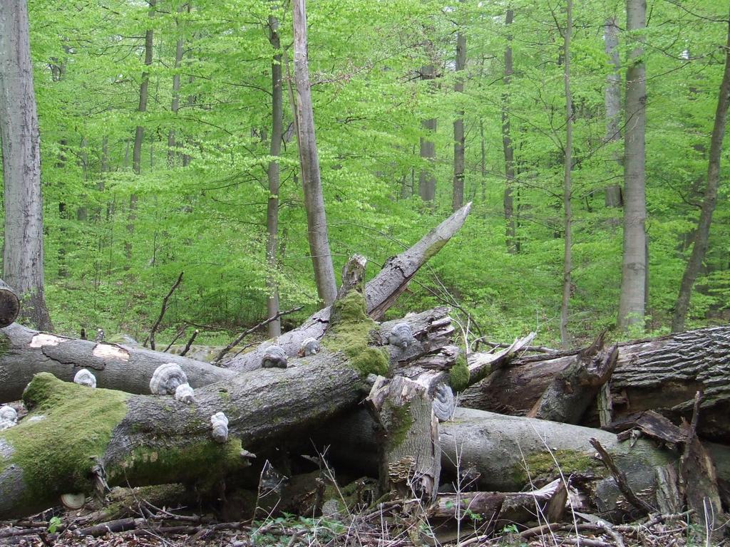 Obszar Specjalnej Ochrony Natura 2000 Lasy Puszczy nad Drawą 190 279 ha Gm.