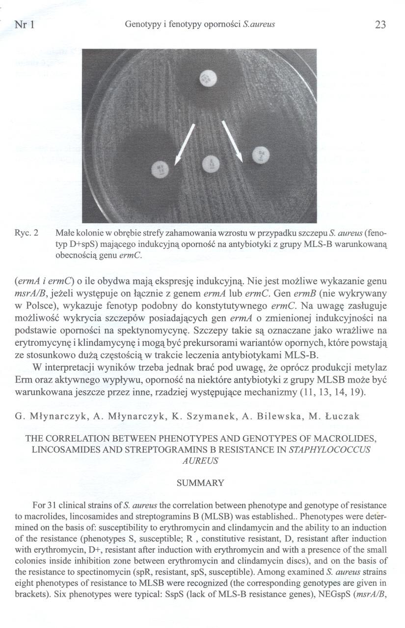 NrI Genotypy i fenotypy opornosci S.aureus 23 Ryc. 2 Male kolonie w obrebie strefy zahamowania wzrostu w przypadku szczepu S.