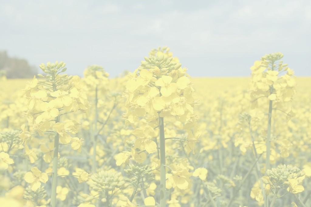 Zastosowanie aldehydów i ketonów aldehydy otrzymywanie tworzyw sztucznych i barwników, w przemyśle spożywczym (jako aromaty spożywcze) i kosmetycznym (składniki kompozycji zapachowych), w