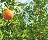 Lokalni plantatorzy zbierają pomarańcze z drzew dopiero, gdy owoce osiągną dojrzałość.