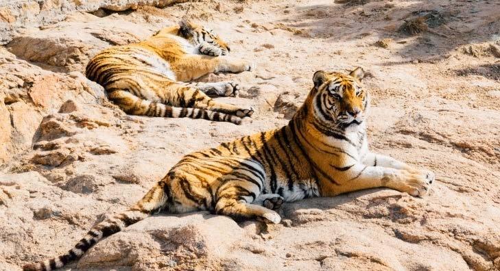 Nowe ZOO OGRODY ZOOLOGICZNE W Poznaniu znajduje się Nowe i Stare ZOO.
