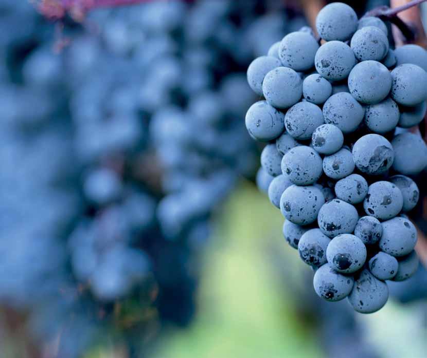 WINA WĘGIERSKIE Węgry są jednym z najbardziej interesujących i oryginalnych producentów wina w naszej części Europy.