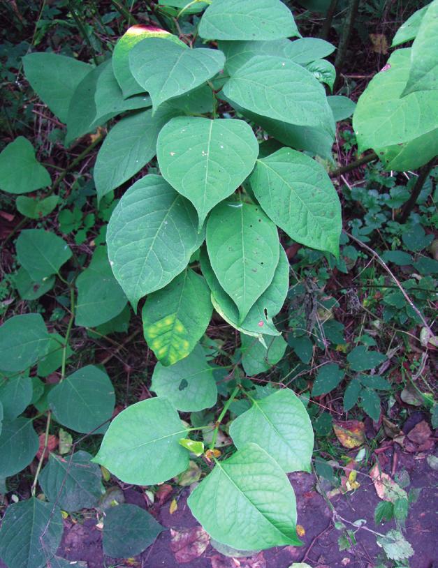 Izabella Kirpluk Zasiedlane ekosystemy i oddziaływanie na środowisko Rdestowce: ostrokończysty Reynoutria japonica i sachaliński Reynoutria sachalinensis (ryc.
