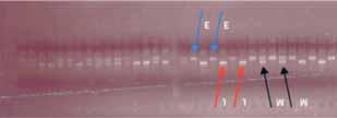 A. Jagielska / Leœne Prace Badawcze, 2008, Vol. 69(1): 21 25. 23 tochondrialnego): 20 40 ng DNA genomowego, bufor reakcyjny, MgCl 2 (2 mm), dntps (0,3 mm), startery (0,3 mm), polimerazê Taq (1,5 U) *.