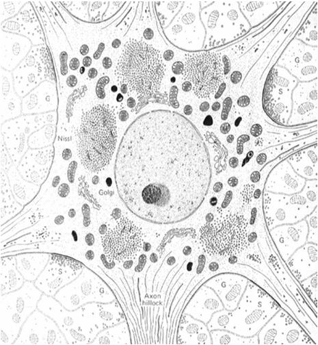 dendrytach (nigdy w aksonie) dendryty Inne: neuromelanina lipofuscyna odejście aksonu