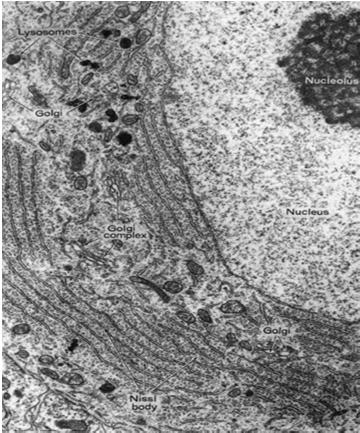 śródplazmatycznej i wolnych rybosomów W komórce nerwowej występują bardzo licznie dwa