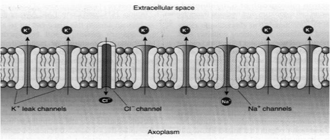 (potencjał spoczynkowy, -90 mv po stronie cytoplazmatycznej) odśrodkowy (anterogradowy)