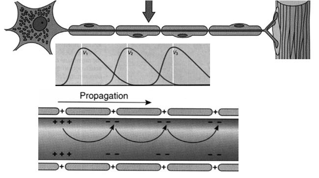 zawiera liczne kanały sodowe W obrębie segmentu osłonki mielinowej, bodziec ma formę słabego prądu