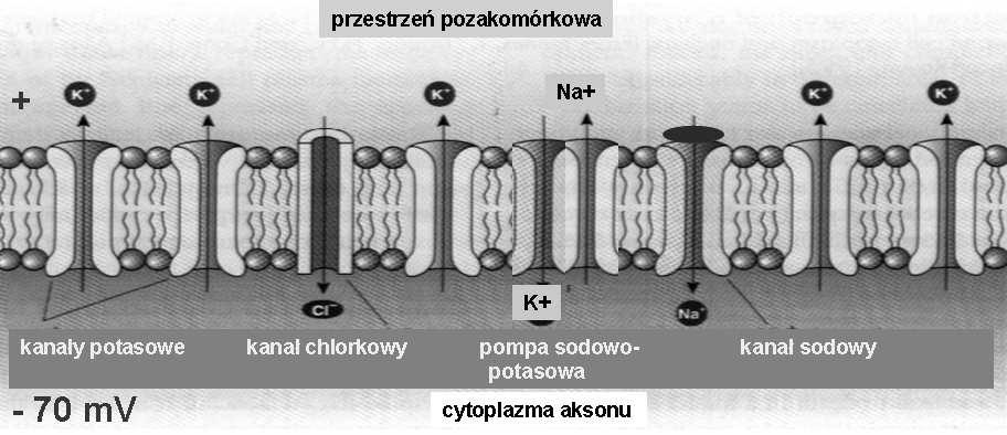 potencjałem) zamknięte pompa sodowo-potasowa odśrodkowy (anterogradowy) (kinezyna - ) mikrotubula Potencjał