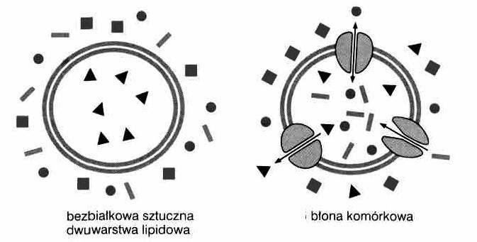 Właściwości błony komórkowej płynność asymetria selektywna przepuszczalność