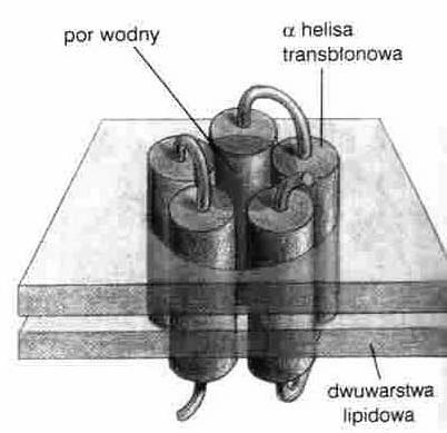 kanały jonowe - wąskie pory - transport jonów (bez cząsteczek wody) Kanały jonowe hydrofobowe