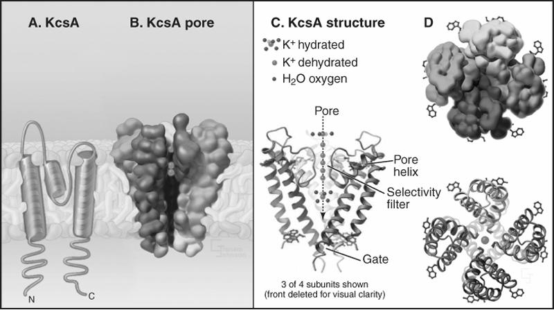 Kanały jonowe - są jonowo-selektywne Kanał potasowy bakteryjny (Streptomyces lividans).