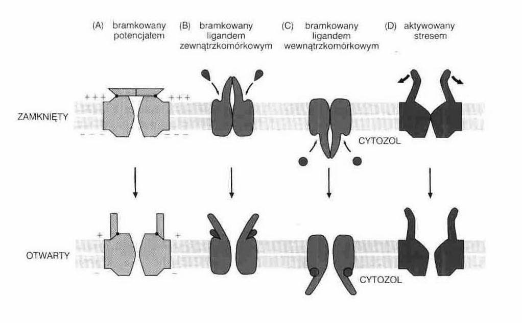 Kanały jonowe - są bramkowane Transport aktywny