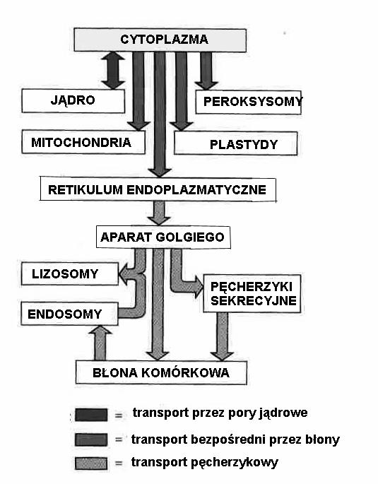 Transport makrocząsteczek (białek) Transport makrocząsteczek sortowanie białek - sekwencje sygnałowe lata 70-te XX w.