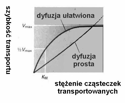 cząsteczek przenośnika w błonie K M