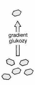 glukozy i Na + W błonie