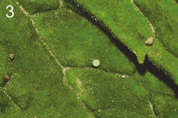 During the studies carried out on both localities no interaction between A. agestis larvae with ants was observed. Fig. 2.