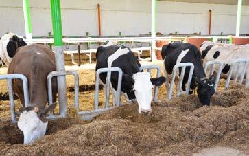 Idealny klimat oraz optymalne warunki w jakich hodowane są krowy, to podstawa niezbędna dla zachowania zdrowia stada i