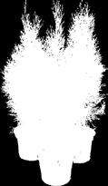 Columris 0-70 cm - 0, zł, 0