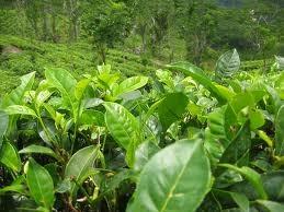 L- teanina L-teanina jest aminokwasem, który występuje niemal wyłącznie w zielonej herbacie pokonuje barierę krew-mózg i zdaje się zwięk-szać poziom neuroprzekaźnika hamującego
