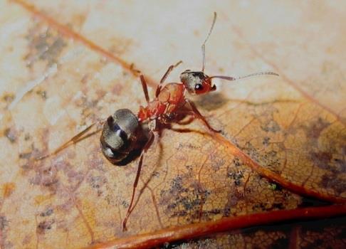 życia mrówek oraz integruje grupę.