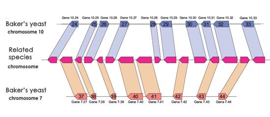 Duplikacja genomu - efekty Gatunki przed WGD - 8 chromosomów