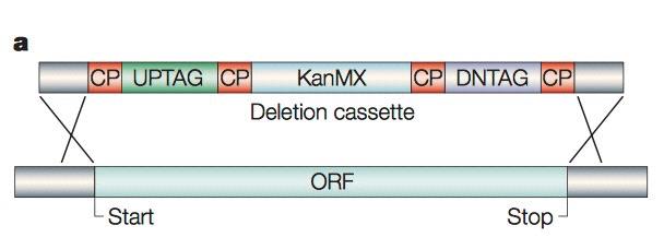 Dysrupcje metoda PCR Homologiczne flanki nie muszą być długie, można je dodać przez PCR Kaseta KanMX4, nie pochodzi z drożdży, nie rekombinuje sama