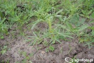 .pl https://www..pl W tym momencie gatunek groch siewny obejmuje odmiany hodowlane przeznaczone na nasiona ogólnoużytkowe, konsumpcyjne (skrót O) oraz nasiona paszowe (dawna peluszka, skrót P).