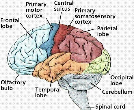 Structure of the brain 14 Brain lobes Source: http://www.cartage.org.