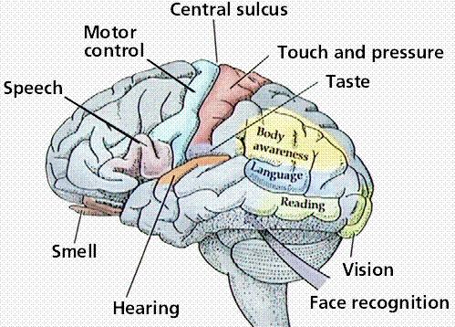 Structure of the brain 15 Functional areas Source: http://www.cartage.org.