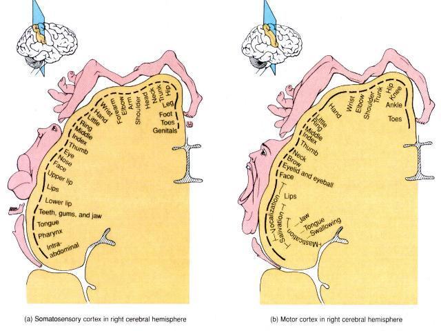 16 Structure of the brain Somatosensory