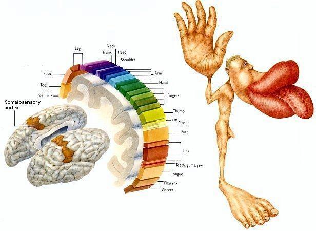 Structure of the brain 17