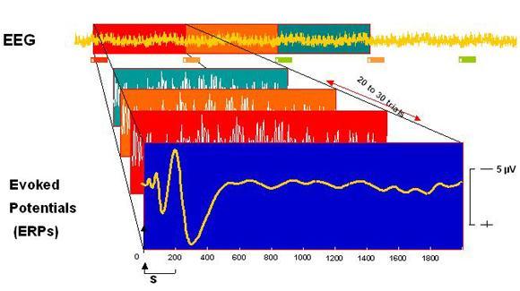 Components of the EEG signal 21 Event-Related Potentials Source: