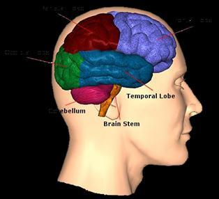 Components of the EEG