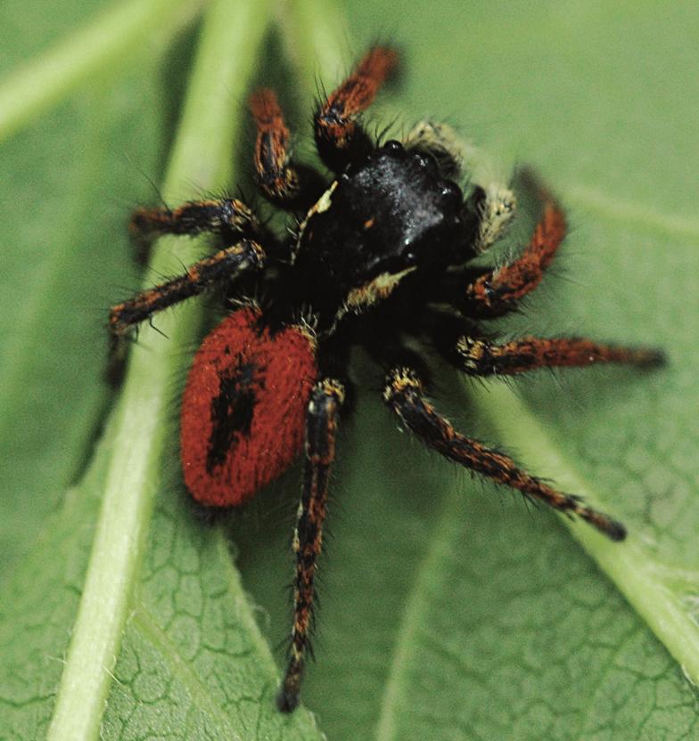 M. Owieśny i in. Strojniś nadobny Philaeus chrysops Przegląd stanowisk 1. Poligon artyleryjski Stanowisko obejmuje duży (ponad 5 tys. ha), w dużej części niezalesiony, fragment Kotliny Toruńskiej.